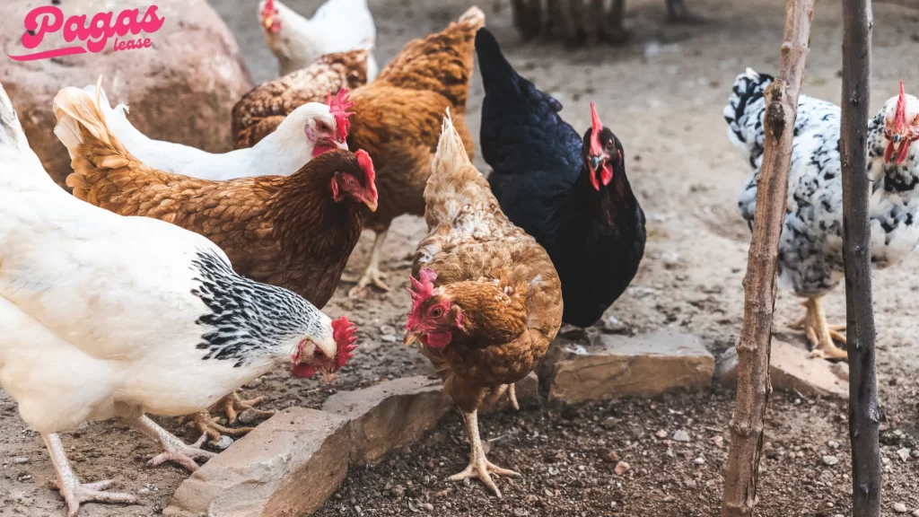 A group of chickens pecking at the ground. How long do chickens live in backyard settings?