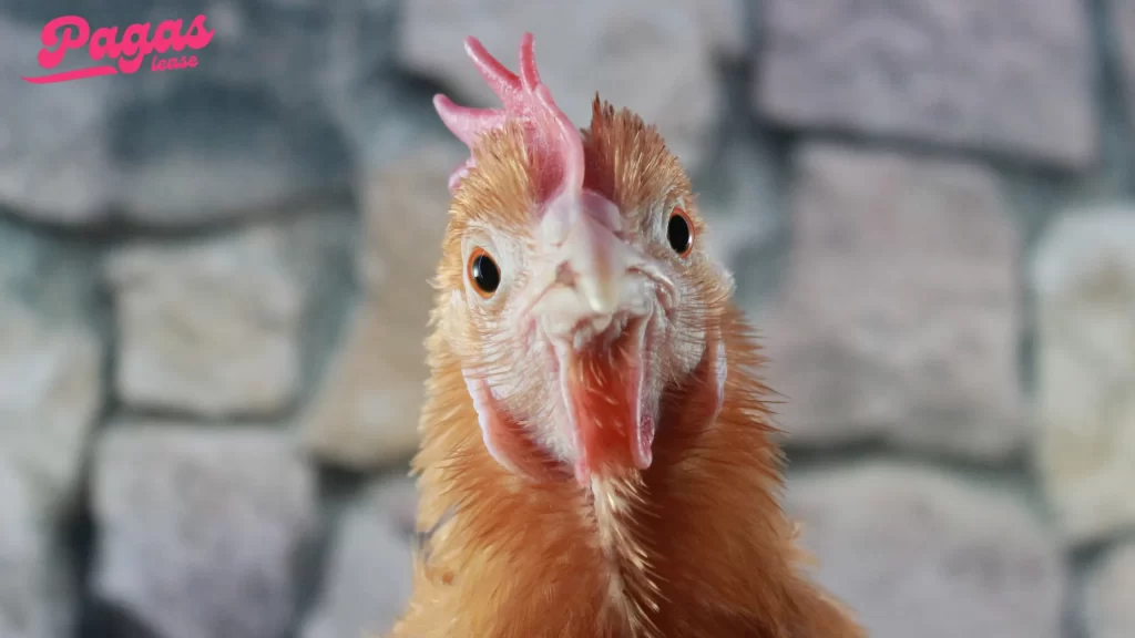 Close-up of a curious chicken. How long do chickens live when well cared for?