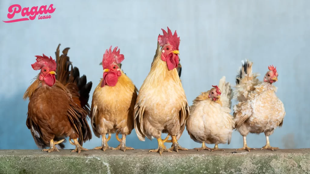 A row of chickens perched together. How long do chickens live in a healthy environment?