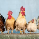 A row of chickens perched together. How long do chickens live in a healthy environment?