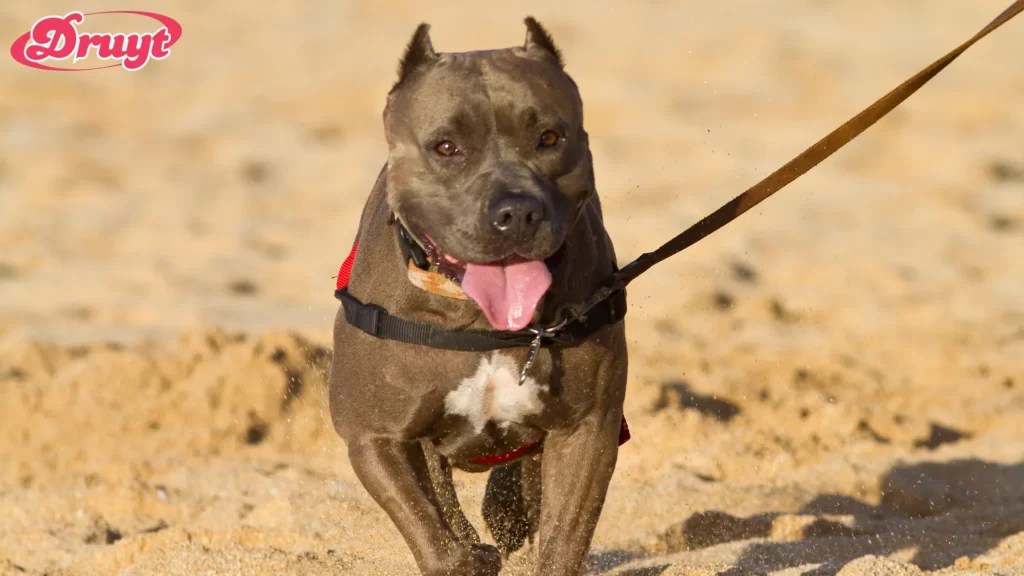 An active Pit Bull running on a leash at the beach. How Long Do Pit Bulls Live?