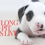 A cute Pit Bull puppy lying on the floor, representing early stages of life. How Long Do Pit Bulls Live?