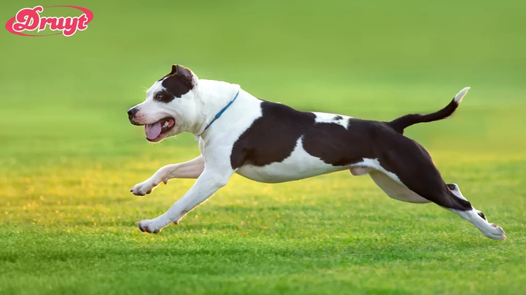 A Pit Bull running energetically on green grass. How Long Do Pit Bulls Live?