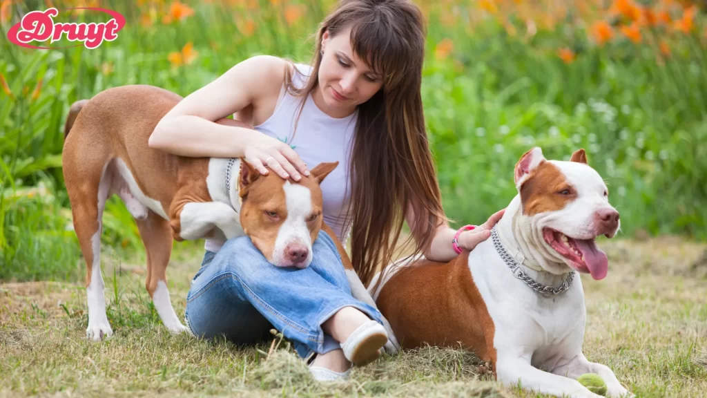 A woman sitting with two adult Pit Bulls outdoors, enjoying quality time. How Long Do Pit Bulls Live?