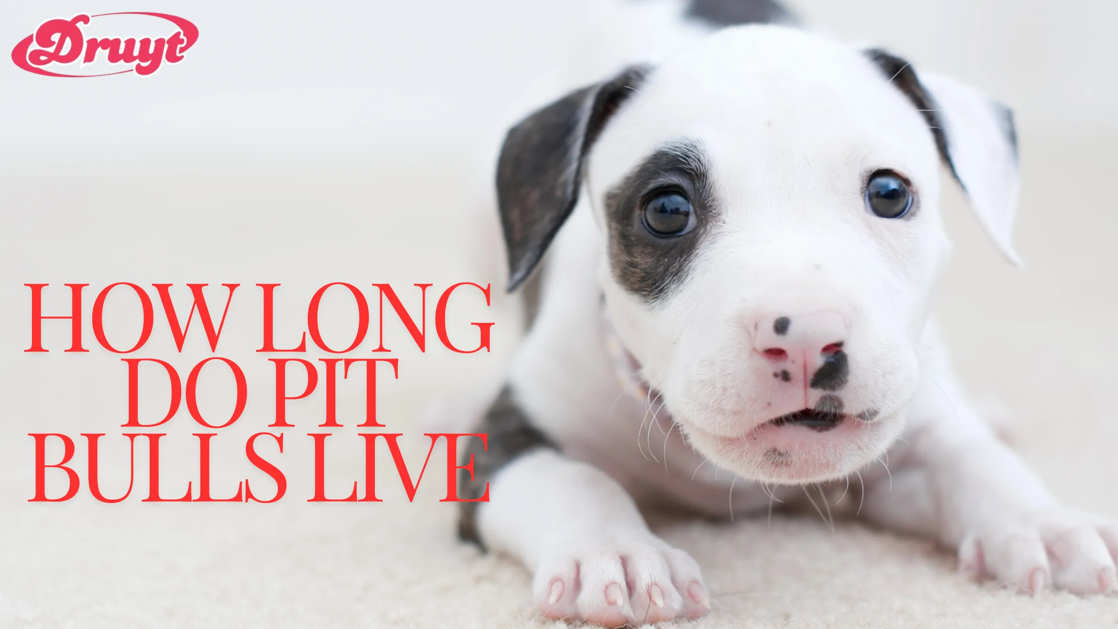 A cute Pit Bull puppy lying on the floor, representing early stages of life. How Long Do Pit Bulls Live?