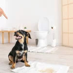 Dog sitting on floor next to a soiled pee pad in a clean bathroom. Can you power wash plastic pee pad holder to keep it clean and hygienic for pets?